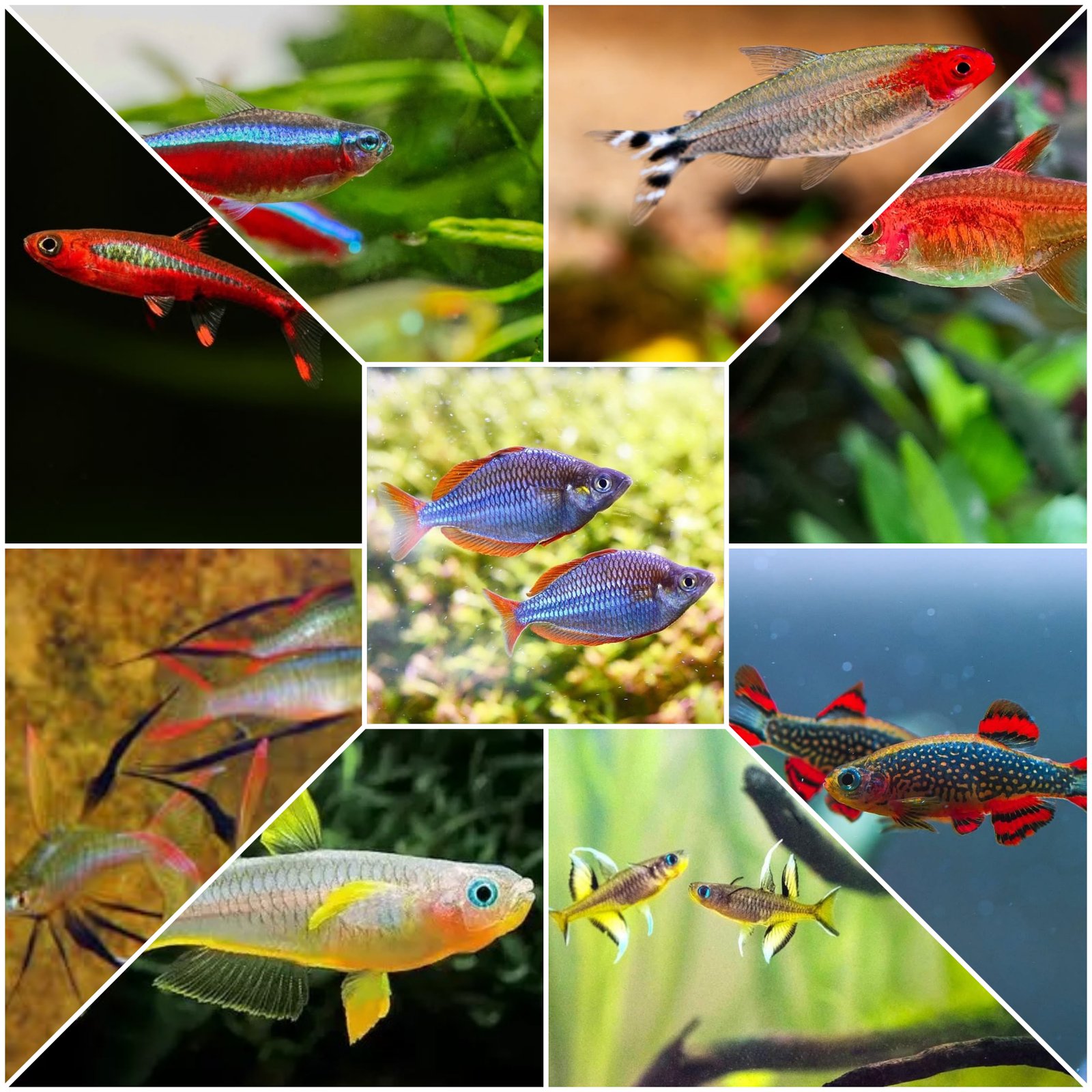 Nano fishes 