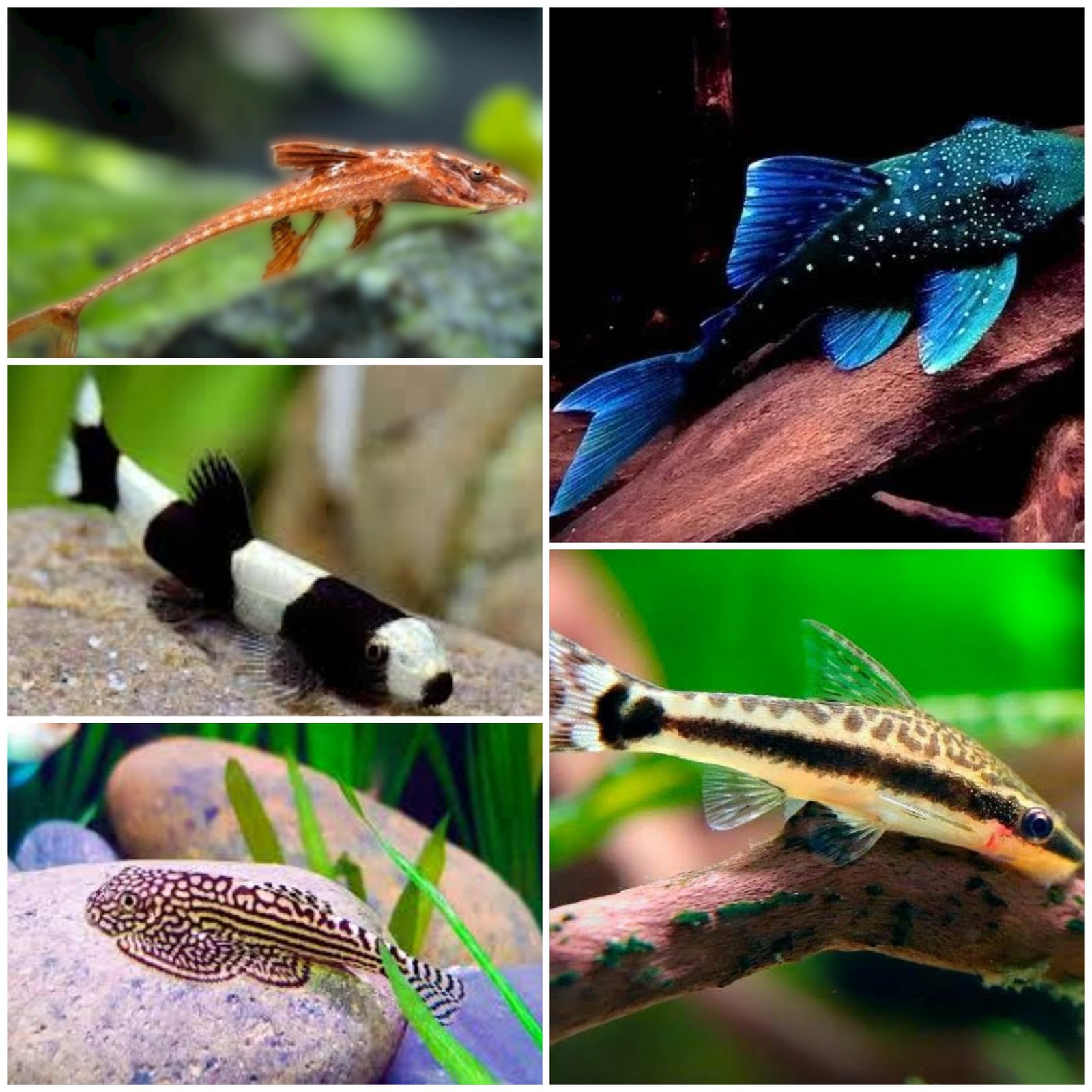 Algae eaters