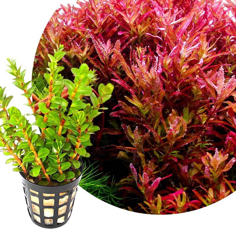Stem plants (pricing is per individual stem)