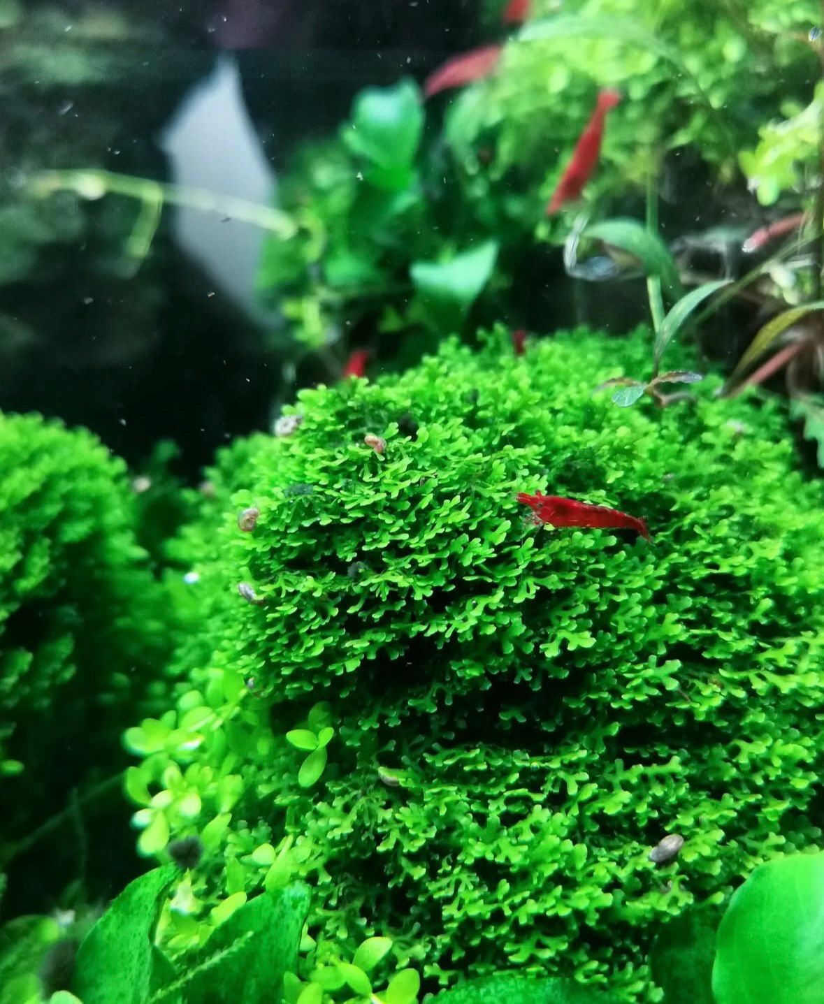 Moss