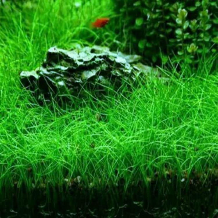 Carpet plants