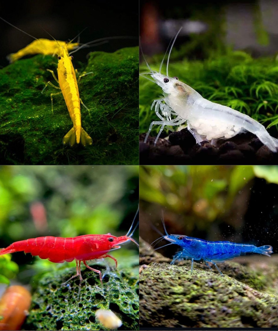 Shrimps