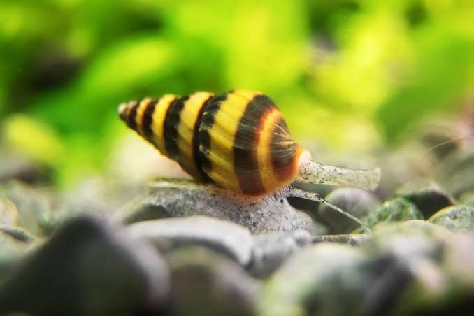 Snails